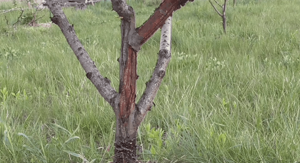 Простий спосіб, про який часто забувають навіть досвідчені садівники: борознування тріщин кісточкових дерев 