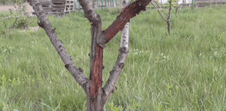 Городники сказали, які два дерева треба обрізати у грудні 