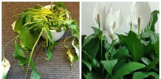 Квітникарі розповіли, чим підгодувати спатифілум для пишного цвітіння