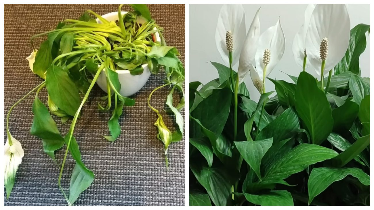 Квітникарі розповіли, чим підгодувати спатифілум для пишного цвітіння