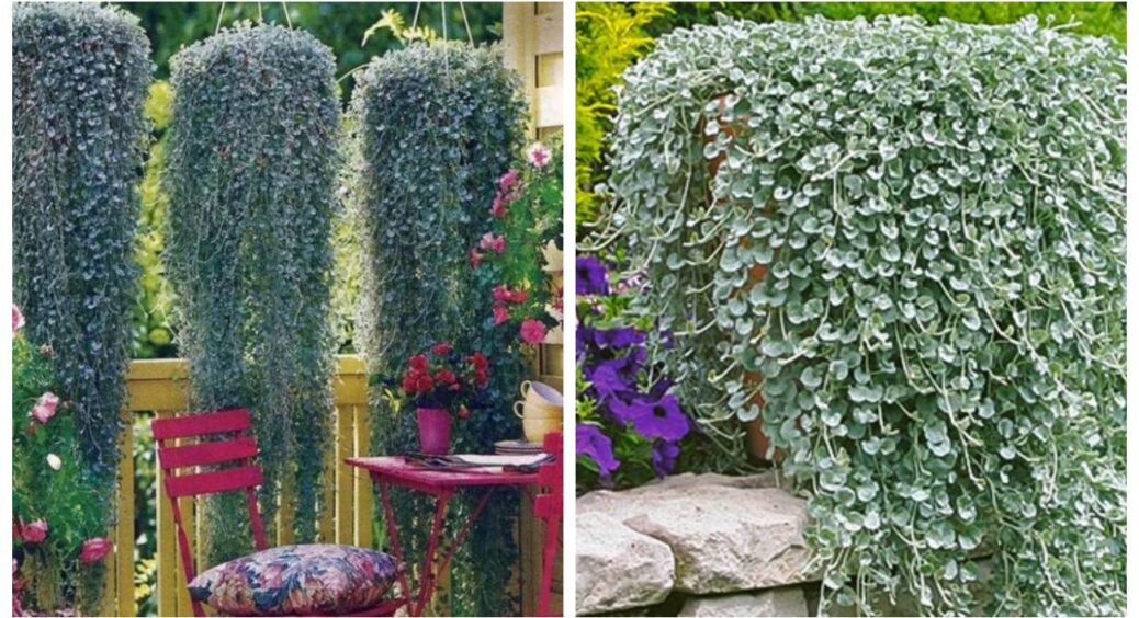 Поки всі доїдають святкові салати, 3 січня я сію діхондру: мій секретний старт для червневої клумби 