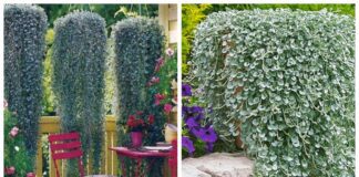 Квітникарі розповіли, коли варто посіяти діхондру