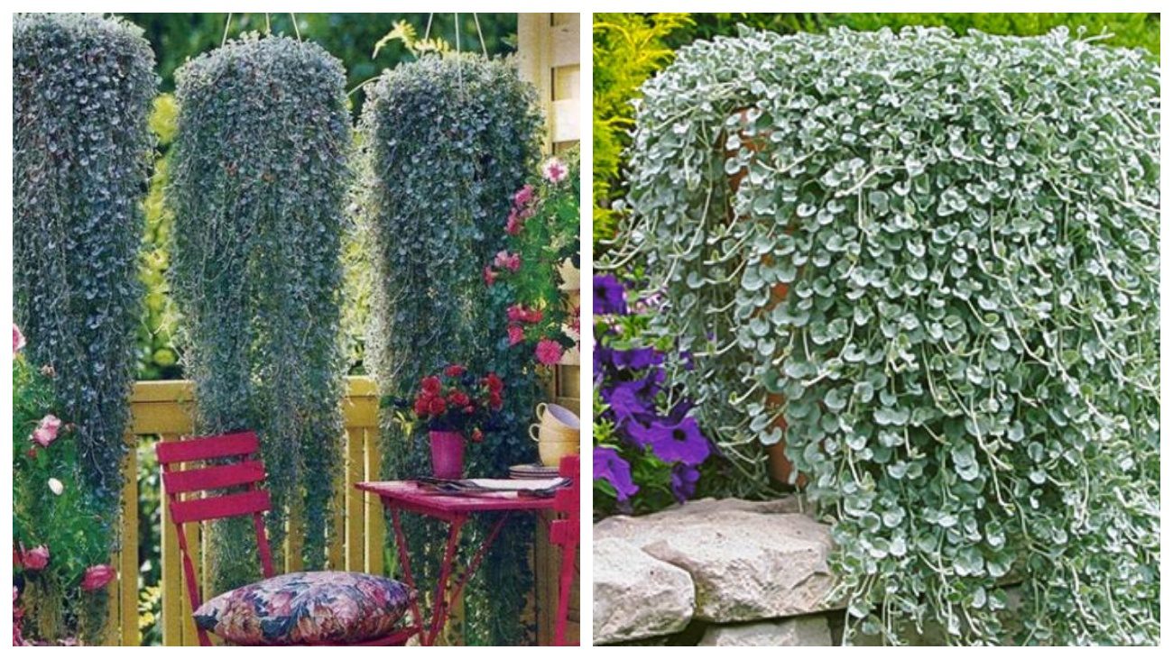 Квітникарі розповіли, коли варто посіяти діхондру