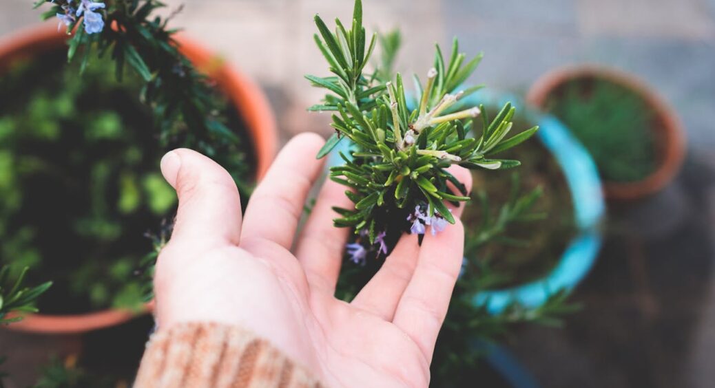 Я не витратила ні 1 копійки, а маю свій ароматний кущ: пояснюю, як виростити розмарин до зимових свят 
