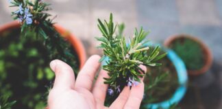 Господині розповіли про вирощування розмарину на підвіконні