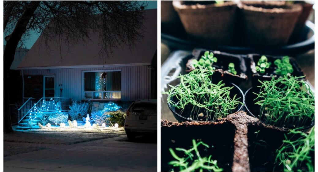 Ялинка сяє, сніг хрумтить, а ми з чоловіком присідаємо над контейнерами: сіємо 4 улюблені грудневі квітки 