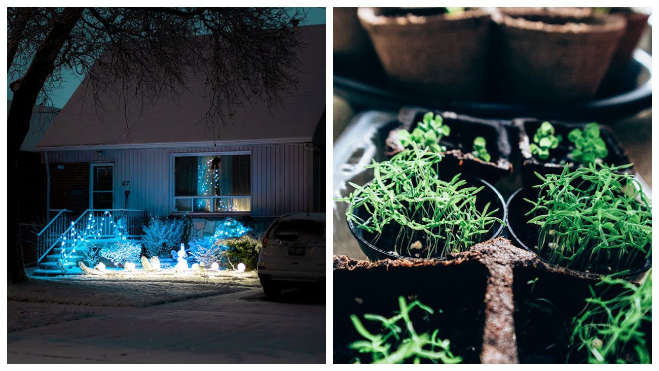 Квітникарі розповіли, які квіти сіяти у грудні на розсаду