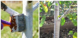 Садівники розповіли, як і для чого використовувати садовий бинт
