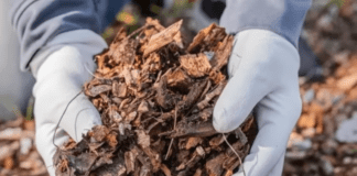 Городники порадили, як створити ідеальну мульчу