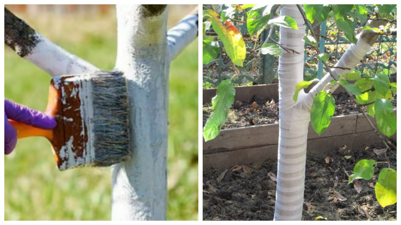 Садівники розповіли, як і для чого використовувати садовий бинт