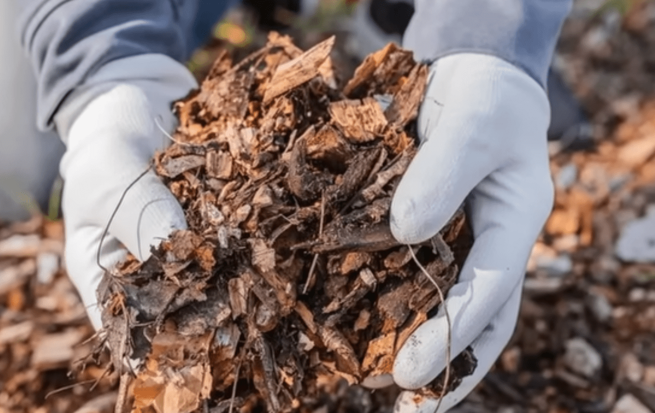 Городники порадили, як створити ідеальну мульчу