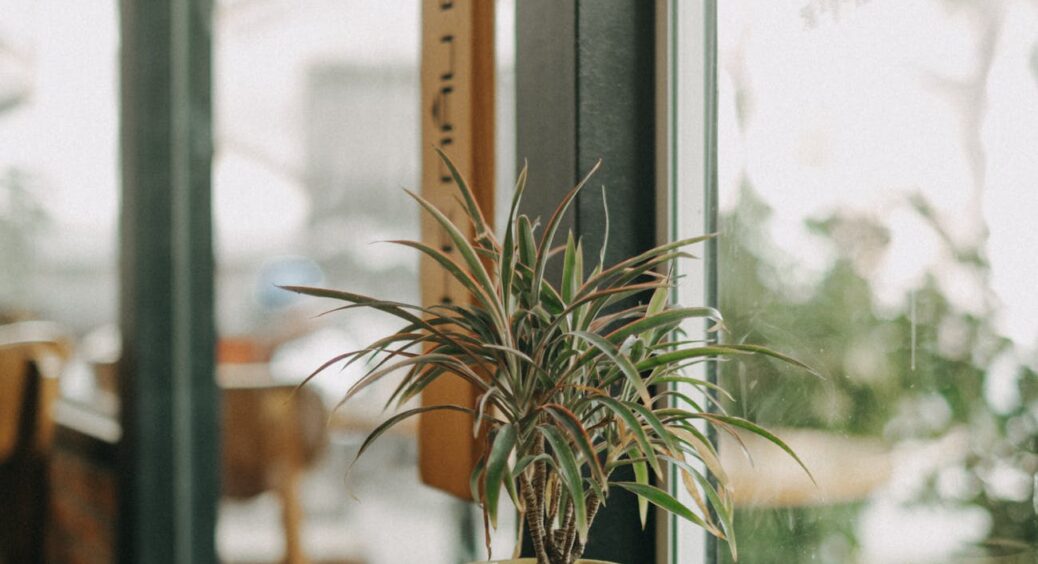 Кінчики листочків пожовтіли? Тільки без паніки! З досвіду 60-річної квітникарки: як оживити  драцену 