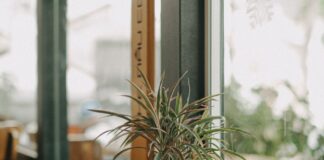 Квітникарі розповіли про догляд за проблемною драценою