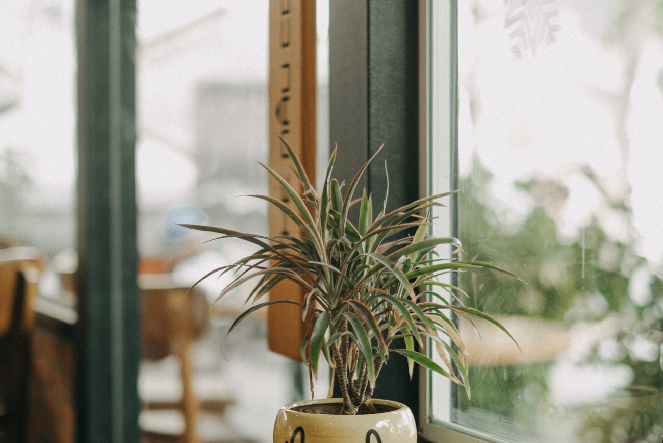 Квітникарі розповіли про догляд за проблемною драценою