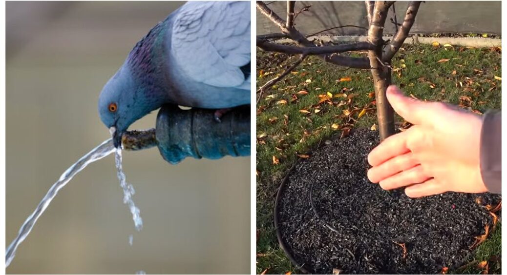 Не повірите — я рятую дерева від лютого морозу… відром і терпінням: як і навіщо робити 1 передзимовий ритуал 