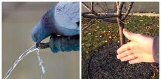 Садівники розповіли про важливість вологорозрядного поливу