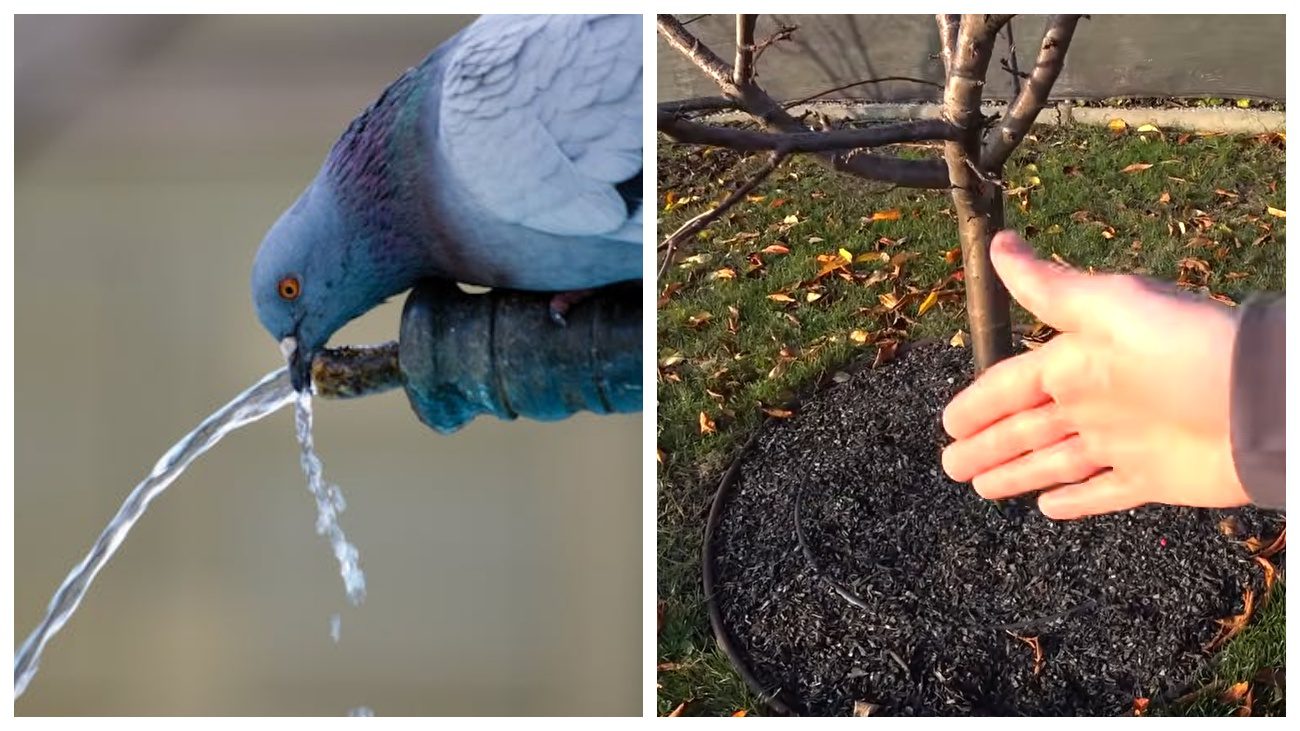 Садівники розповіли про важливість вологорозрядного поливу