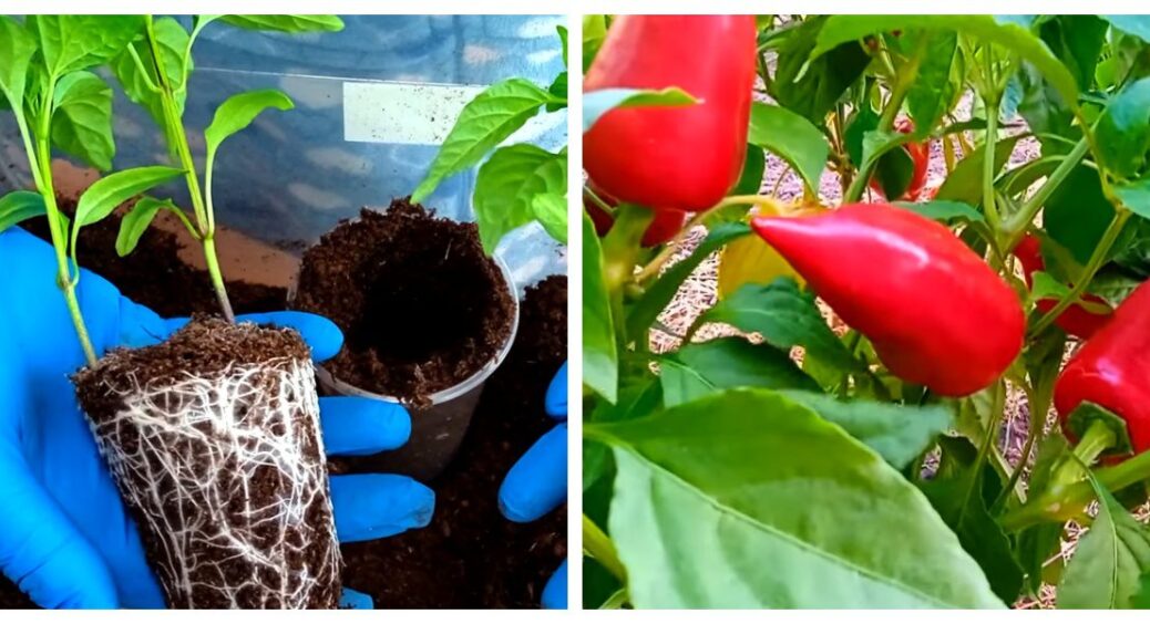 Я змінила підхід до розсади й не прогадала: 2 перці в одному горщику працюють краще, ніж здається 