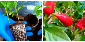 Городники поділилися досвідом вирощування розсади перцю