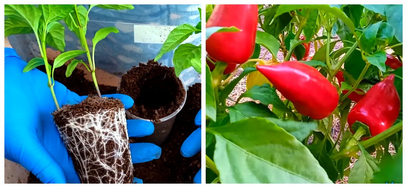 Городники поділилися досвідом вирощування розсади перцю