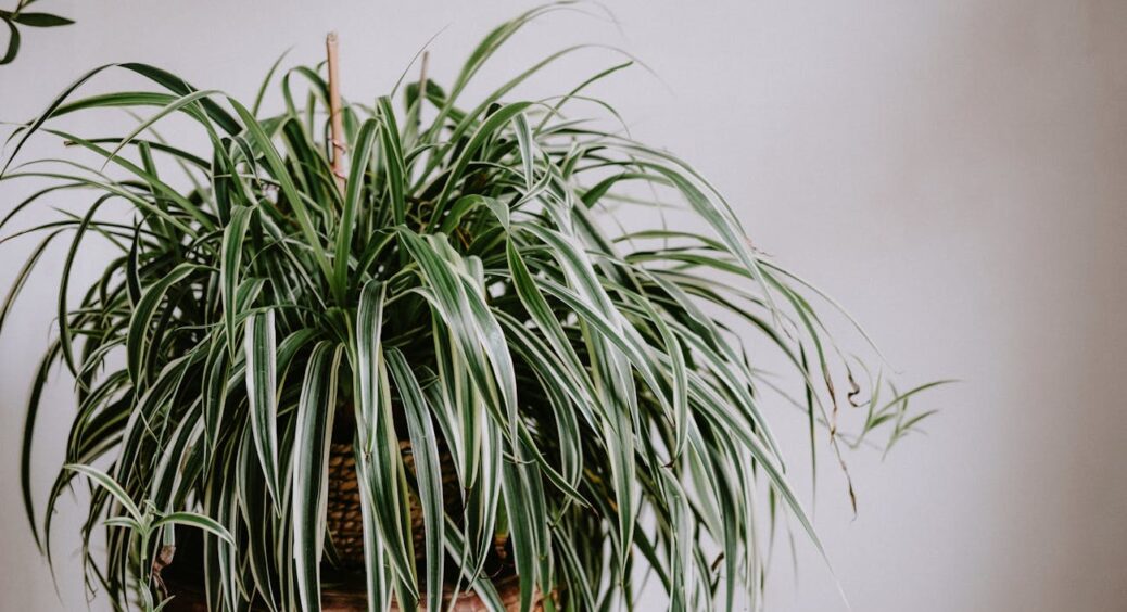 Різати чи залишити — ось у чому питання: я з’ясувала 4 причини, чому хлорофітуму це тільки на користь 