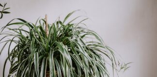 Квітникарі розповіли, чому хлорофітум потрібно обрізати
