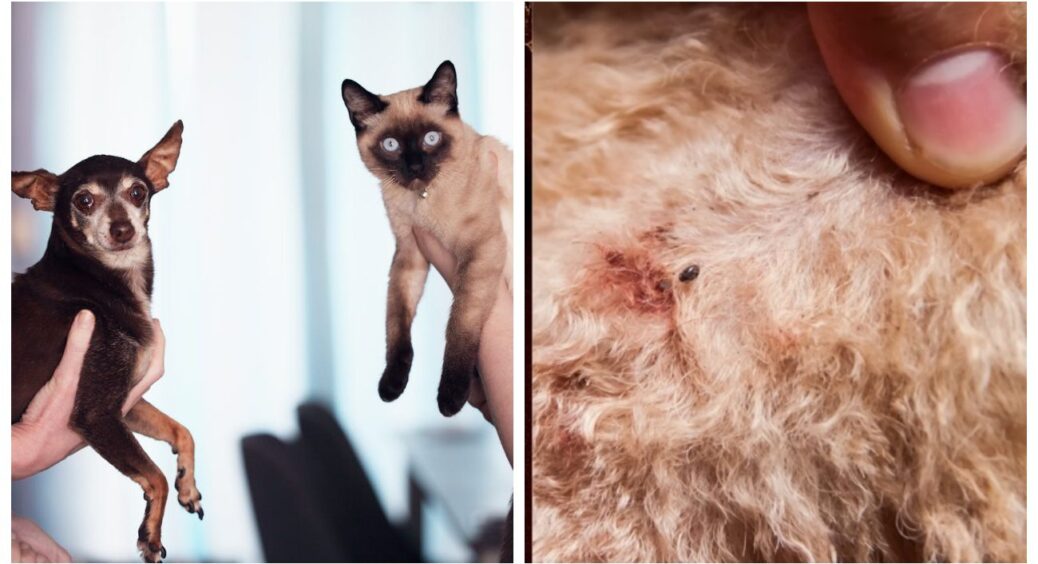 Блохи зникли після першого ж розпилення: чоловік не вірив, ходив видивлявся їх по квартирі, а нема! 