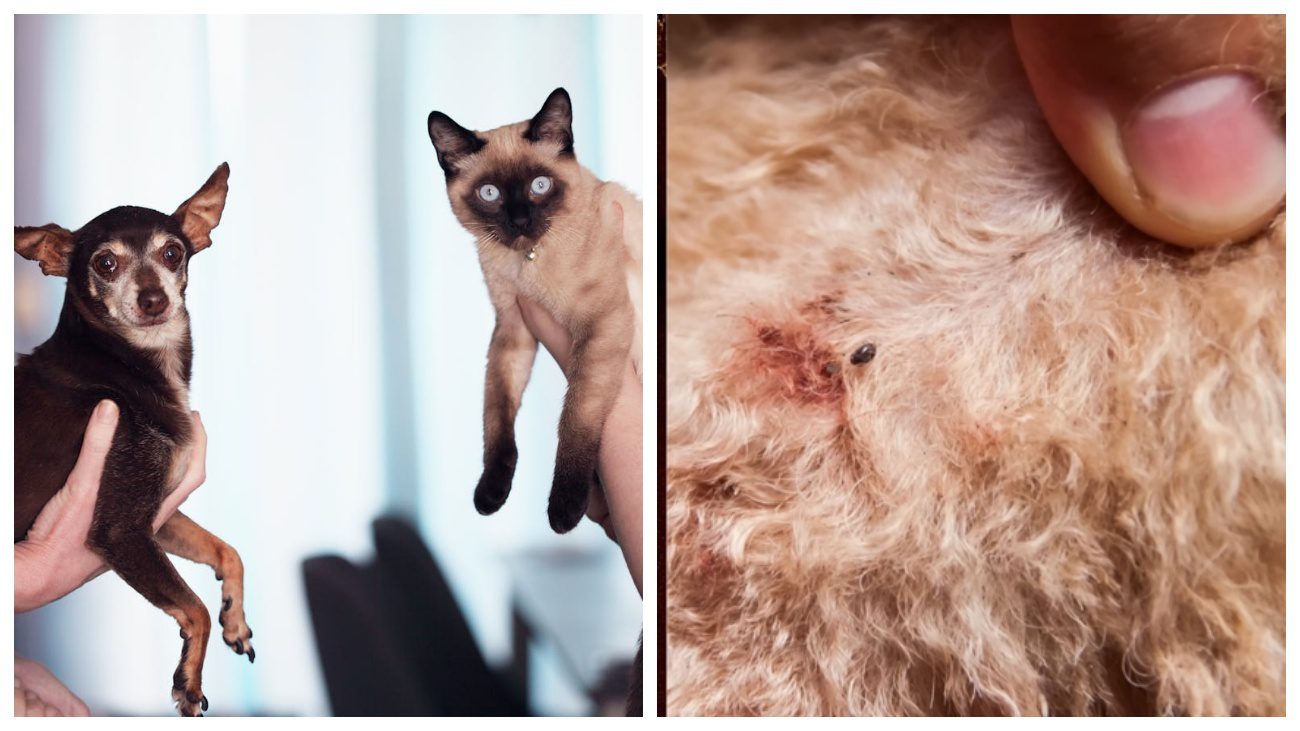 Експерти розповіли, як приготувати домашній репелент від бліх