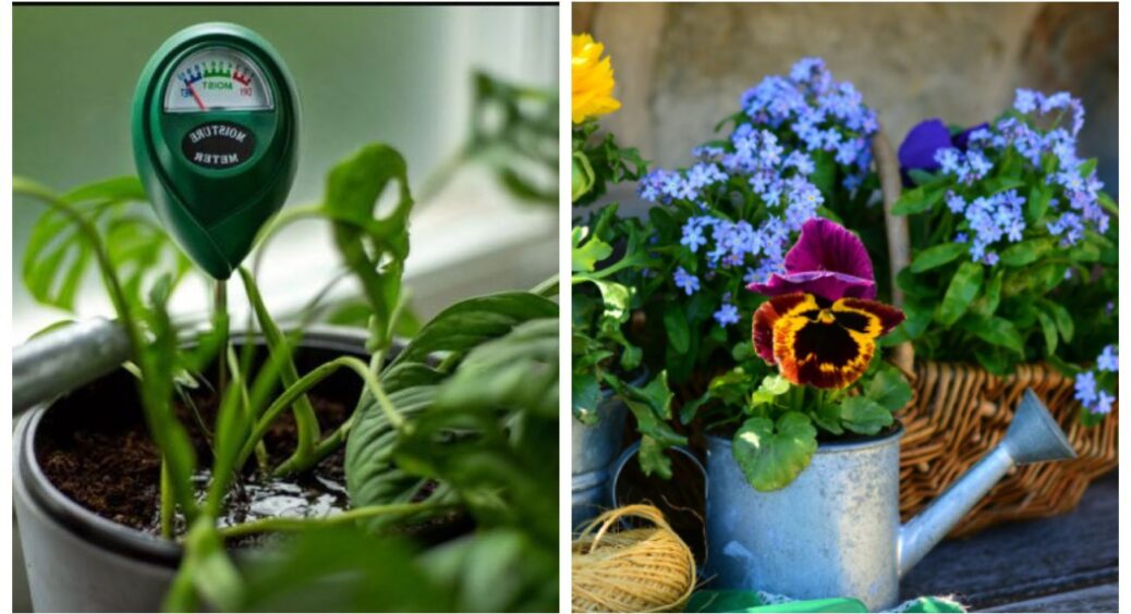 Мій вологомір живе своїм життям, а я — своїм: 4 прості способи дізнатись, чи не пересох ваш горщик насправді 