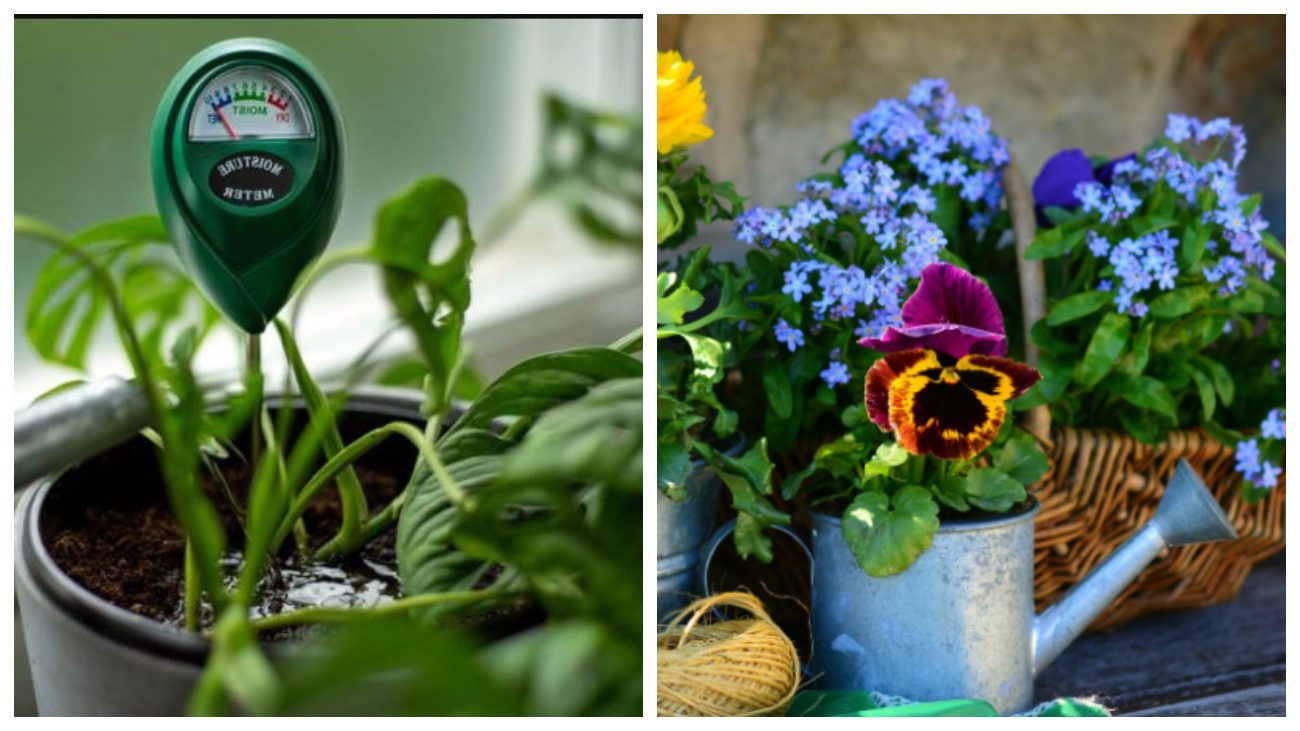 Квітникарі розповіли, як визначити вологість ґрунту у горщиках без приладів