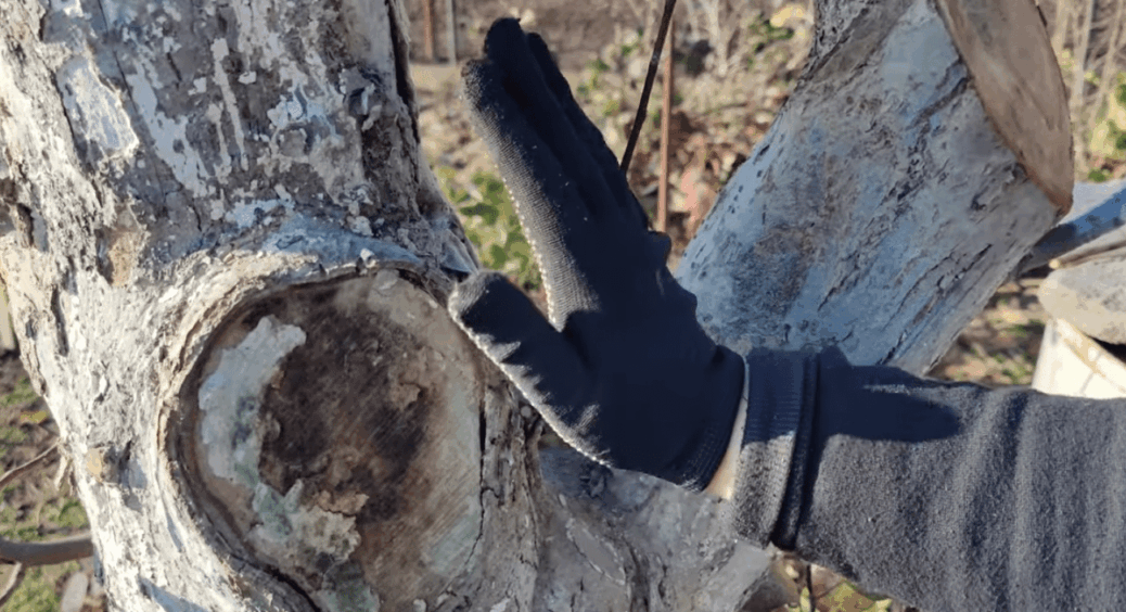 Довелося спиляти яблуню: одразу 2 проблеми роз’їли її зсередини. Якби я зволікала, могла б втратити весь сад 