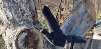 Садівники розповіли про критичні захворювання яблуні