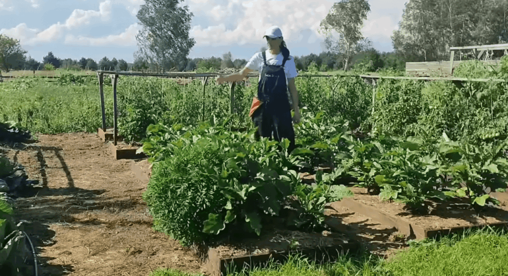 Після цього я перестала перекопувати та сапати землю: зрозуміла, що інколи лінь — то  інший рівень мудрості 