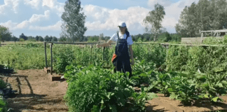 Городники розповіли про ефективний метод вирощування городини