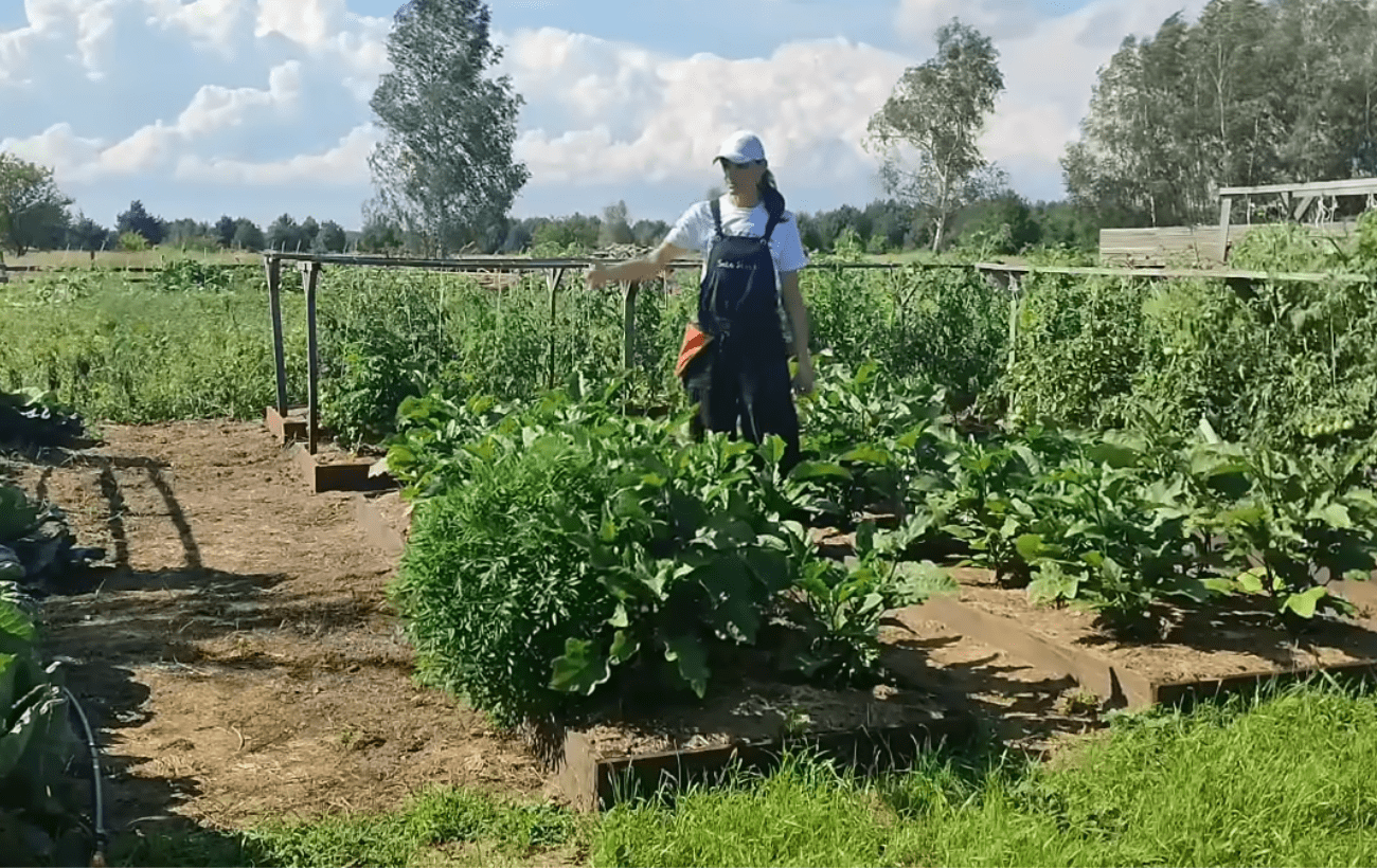 Городники розповіли про ефективний метод вирощування городини