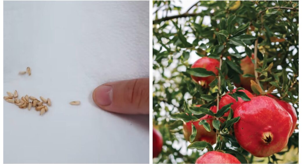 Поки інші їдять гранат, я збираю зерна на майбутній сад: ділюся, як усе починається з 1 насінини 