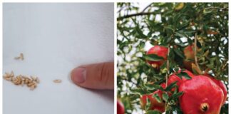 Садівники розповіли, як виростити гранат з покупних плодів