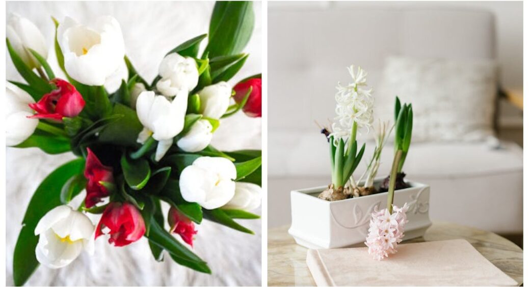 Одразу після новорічних свят беруся за цибулькові: так я запускаю весну — тюльпани й гіацинти не заперечують 