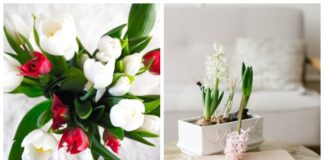 Садівники назвали найкращий термін висаджувати цибулькові