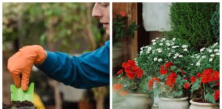 Експерти розповіли, як позбавитися від ґрунтових мошок