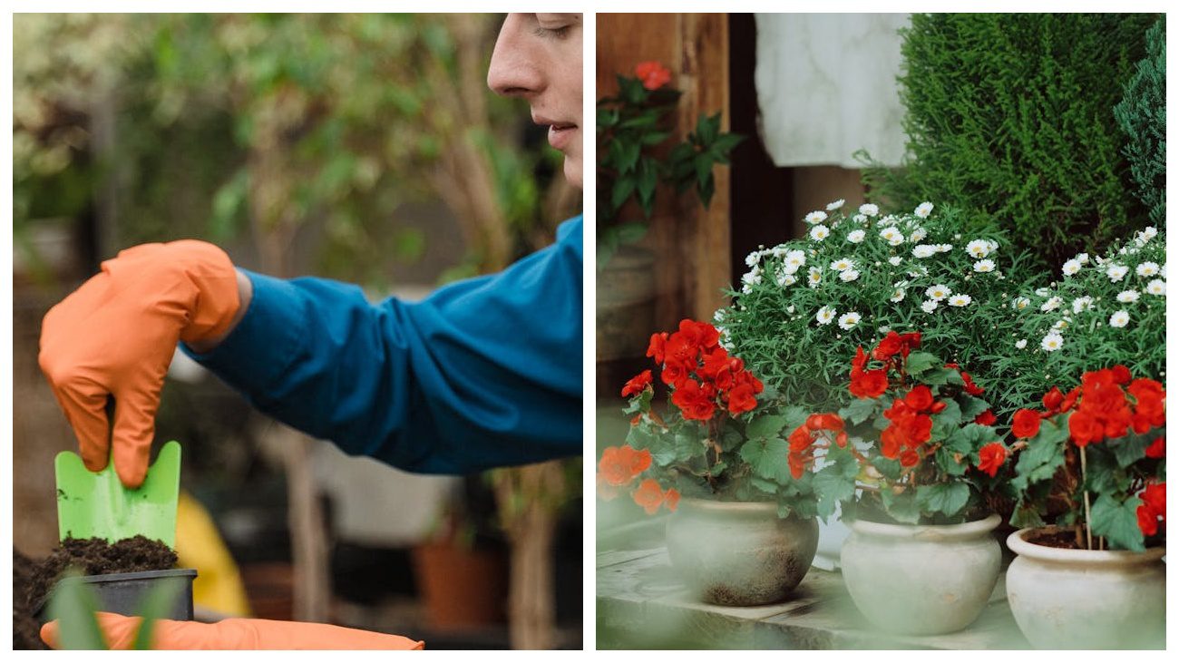 Експерти розповіли, як позбавитися від ґрунтових мошок