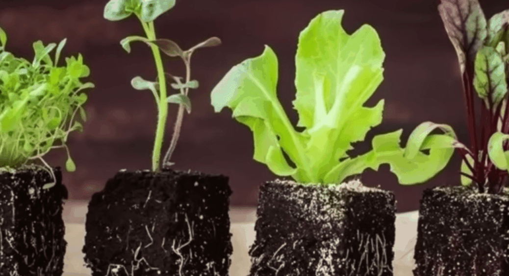 1 доступний аптечний засіб, який миттєво зупиняє витягування розсади: паростки стоять, як товстенькі олівці 