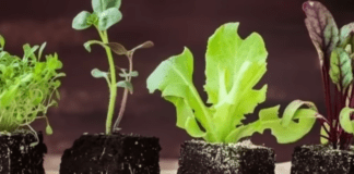 Городники порадили аптечний засіб для зміцнення розсади