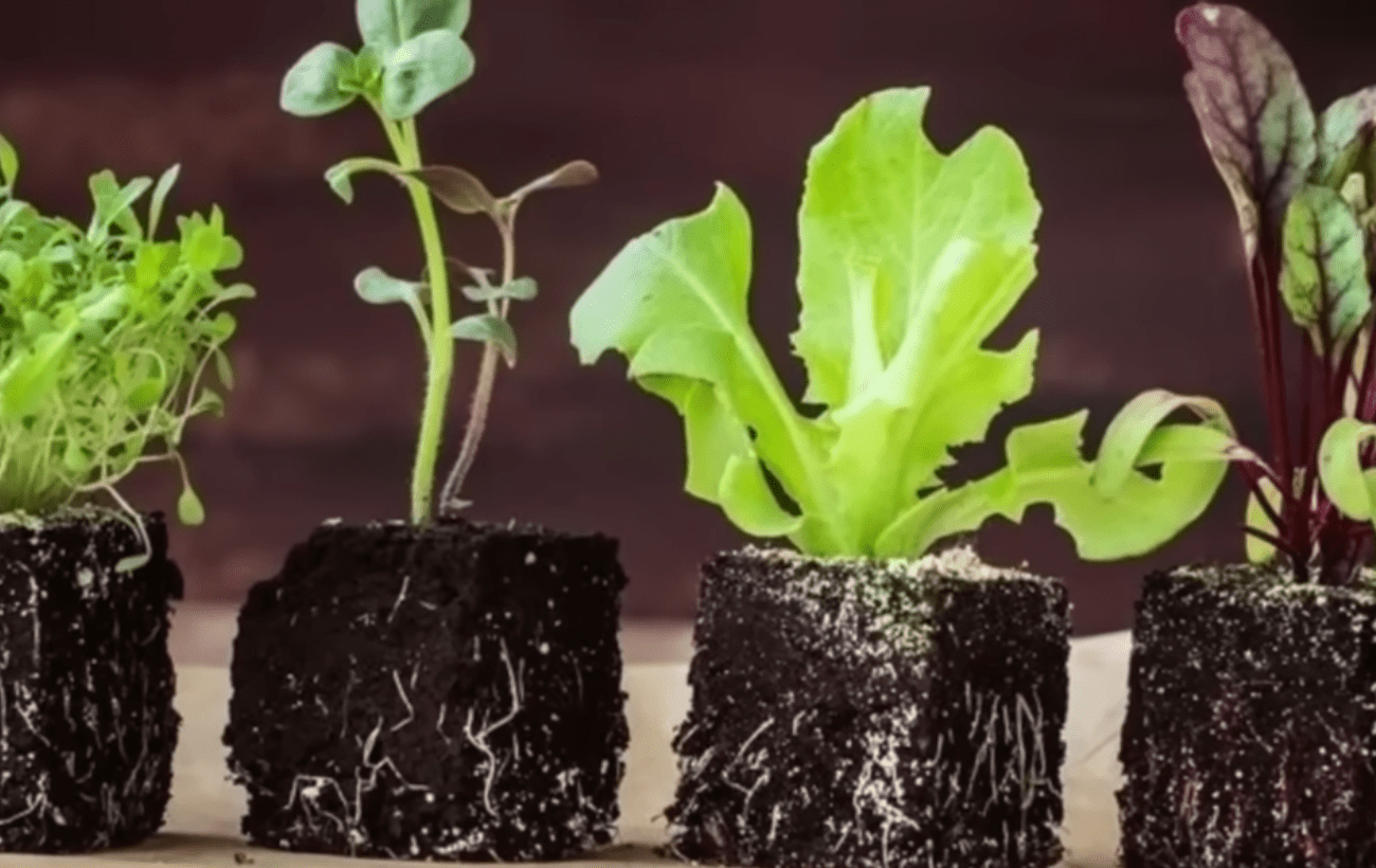 Городники порадили аптечний засіб для зміцнення розсади