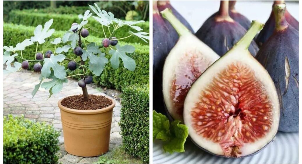 Дочекайтеся -5° — і лише тоді заносьте інжир у підвал: головні фактори успішної зимівлі фігового дерева 