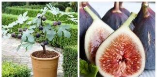 Садівники назвали головні фактори успішної зимівлі інжиру