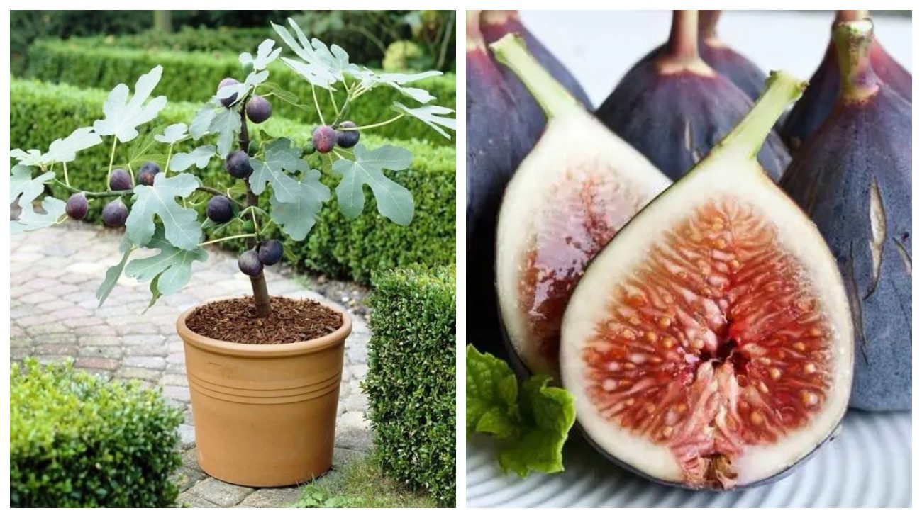 Садівники назвали головні фактори успішної зимівлі інжиру