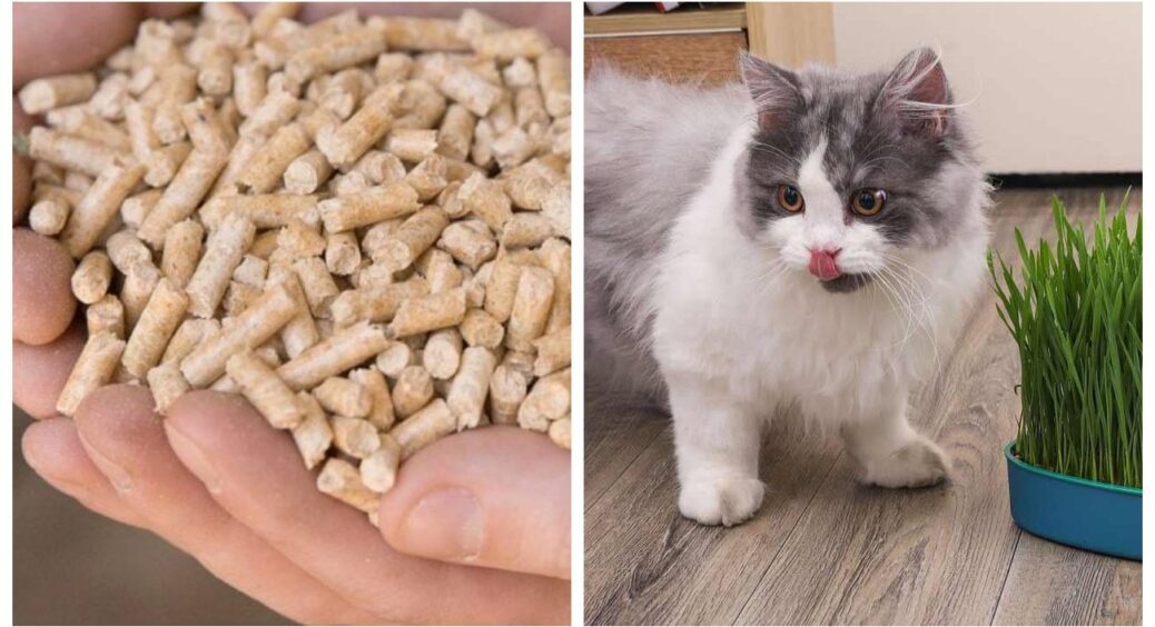 Подруга казала, що в цьому буряк проросте за 2 дні, а я дарма сміялась: підходить і насінню, і моїй киці 