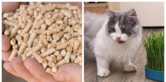 Городники поділилися лайфхаком для швидкого пророщування буряка