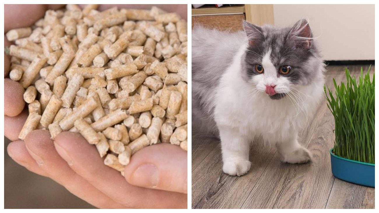 Городники поділилися лайфхаком для швидкого пророщування буряка